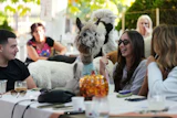 The Alpaca Cafe, Stajicevo, Serbia, Sept. 30, 2026.
