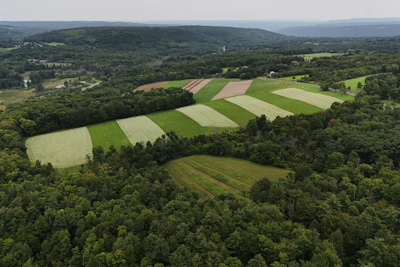 Buckwheat grows in a field, Aug. 20, 2026, Newfield, N.Y.