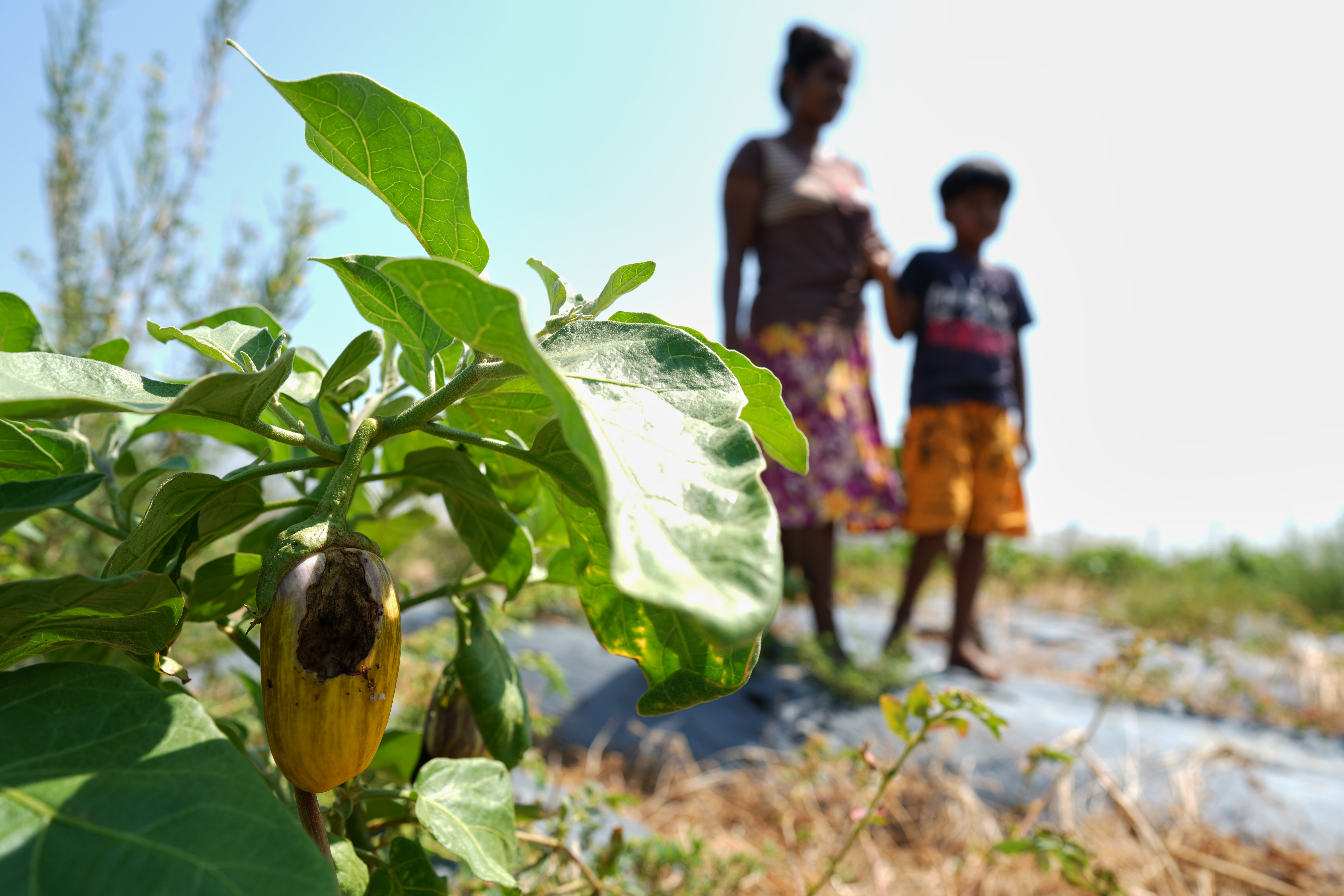 Pathmini Ariyadasa walks with her daughter through her drought-hit eggplant field in Medirigiriya, Sri Lanka, Sept. 13, 2026.