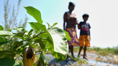 Pathmini Ariyadasa walks with her daughter through her drought-hit eggplant field in Medirigiriya, Sri Lanka, Sept. 13, 2026.