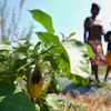 Pathmini Ariyadasa walks with her daughter through her drought-hit eggplant field in Medirigiriya, Sri Lanka, Sept. 13, 2026.