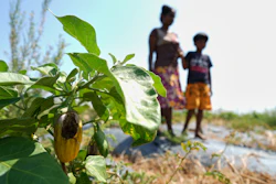 Pathmini Ariyadasa walks with her daughter through her drought-hit eggplant field in Medirigiriya, Sri Lanka, Sept. 13, 2026.