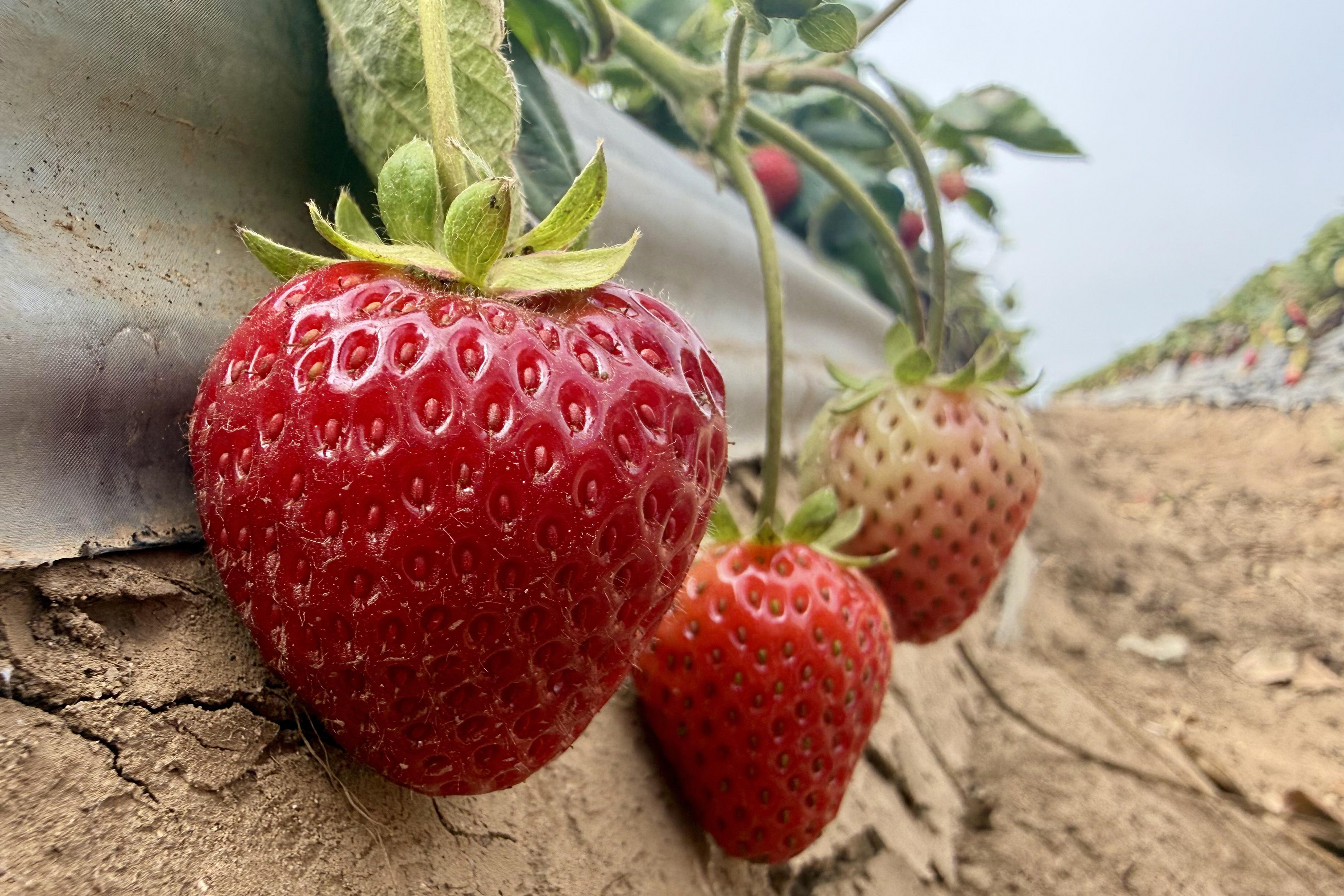 Strawberries, grown using a steam-powered farming machine, in Watsonville, Calif., Oct. 1, 2026.
