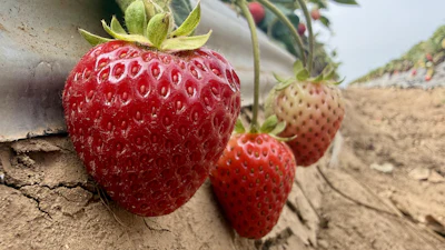 Strawberries, grown using a steam-powered farming machine, in Watsonville, Calif., Oct. 1, 2026.