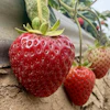Strawberries, grown using a steam-powered farming machine, in Watsonville, Calif., Oct. 1, 2026.