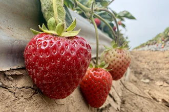 Strawberries, grown using a steam-powered farming machine, in Watsonville, Calif., Oct. 1, 2026.