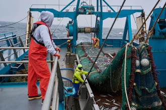 Crew members haul in a catch aboard the F/V Progress in the Bering Sea off the coast of Alaska, July 22, 2026.