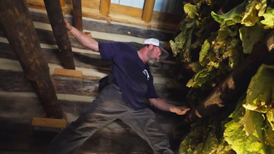 Person examining moss-covered wooden structure in rustic indoor setting with exposed beams
