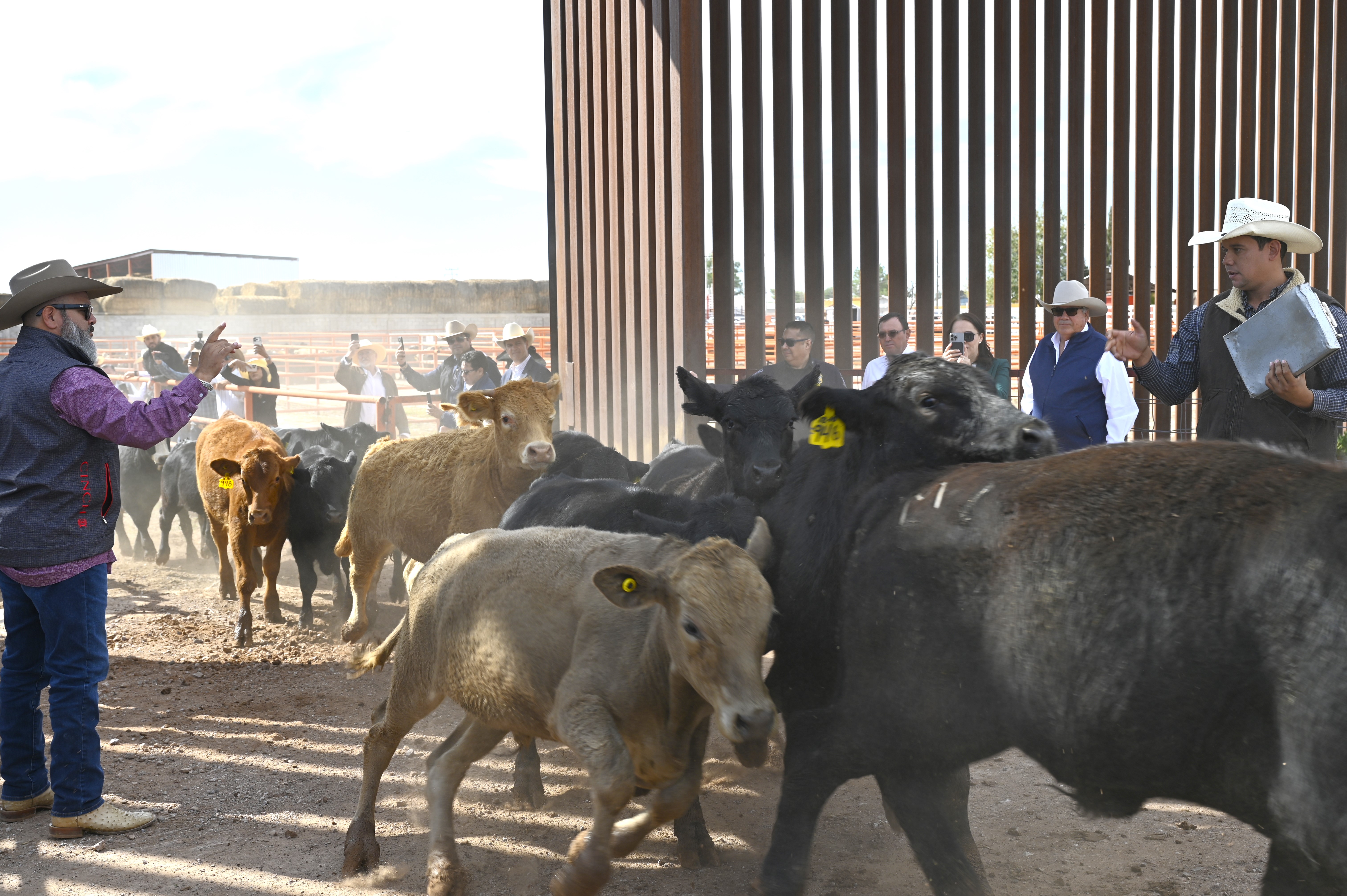 Cattle cross the U.S.-Mexico border at the Columbus Stockyards, Columbus, N.M., Oct. 26, 2026.
