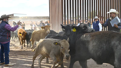 Cattle cross the U.S.-Mexico border at the Columbus Stockyards, Columbus, N.M., Oct. 26, 2026.