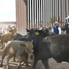 Cattle cross the U.S.-Mexico border at the Columbus Stockyards, Columbus, N.M., Oct. 26, 2026.