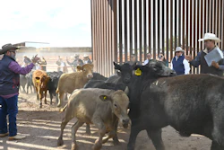 Cattle cross the U.S.-Mexico border at the Columbus Stockyards, Columbus, N.M., Oct. 26, 2026.