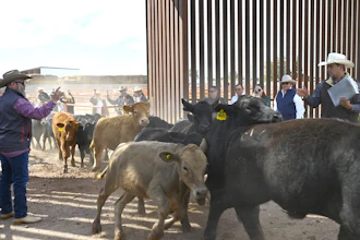 Cattle cross the U.S.-Mexico border at the Columbus Stockyards, Columbus, N.M., Oct. 26, 2026.