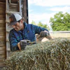 Farmer in blue jacket and cap handling hay bales near a wooden barn and truck