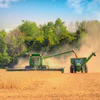Green combine harvesters and tractors harvesting grain in a dusty field with trees in background