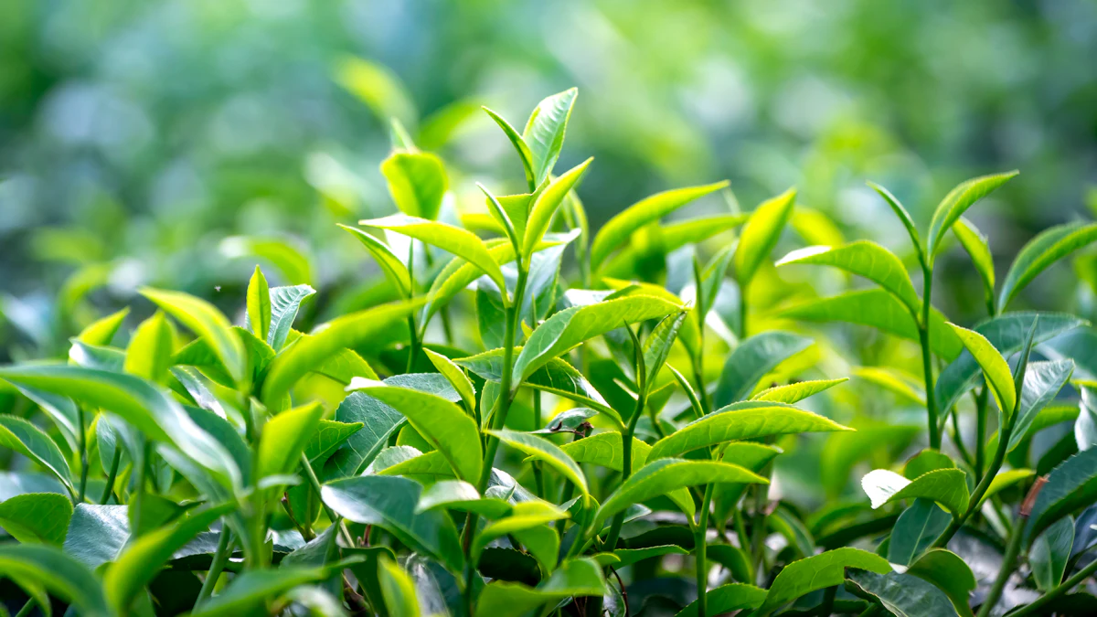 Tea Laborers Could Targeting a Particular Gene Improve Tea Plants’ Flavor and Cold ...