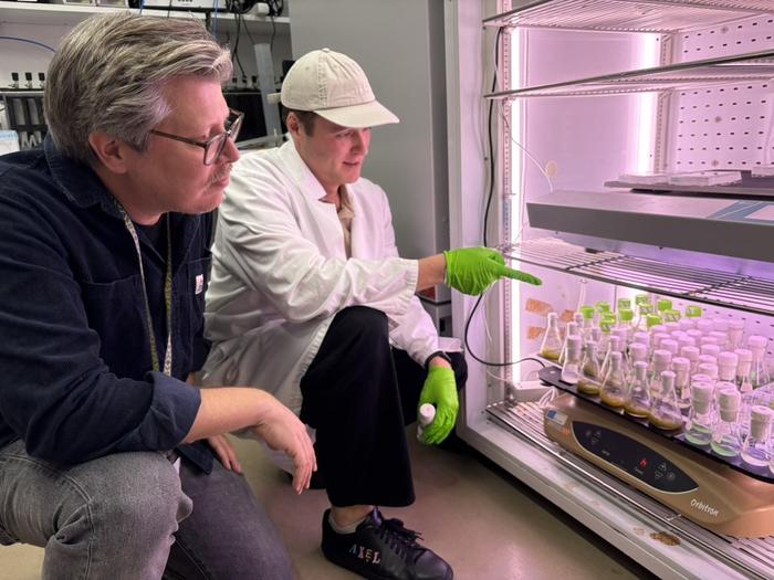 Paul Hudson and the study's co-lead author, PhD student Axel Knave, examine cyanobacterial samples in the lab where they tested 15,000 variants of the enzyme Rubisco.