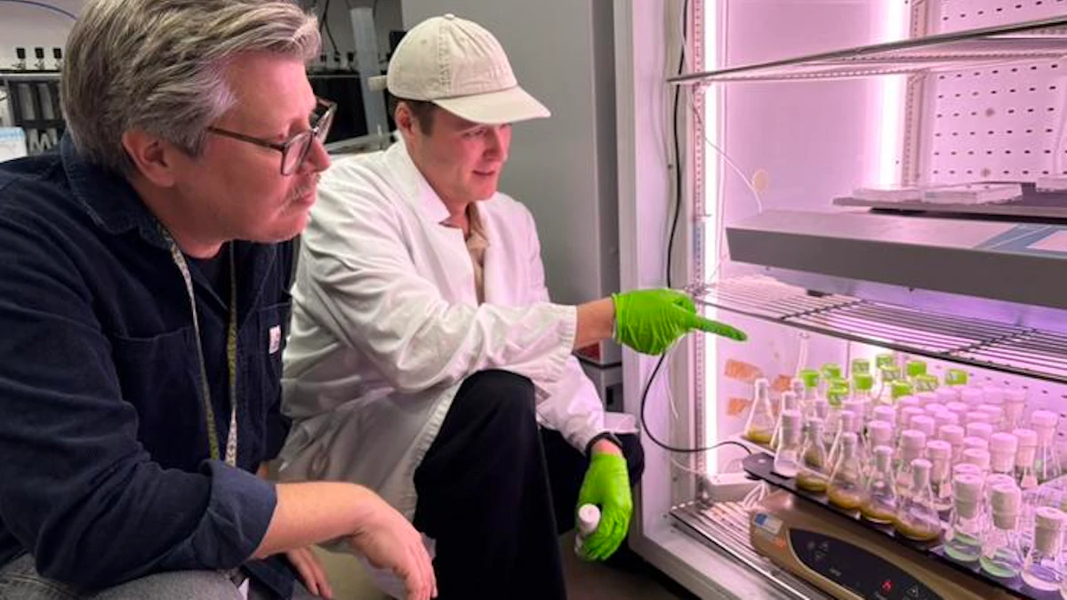 Consumer Mind Incon With Future Crops in Mind, Scientists Tackle a Flaw in Photosynthesis ...