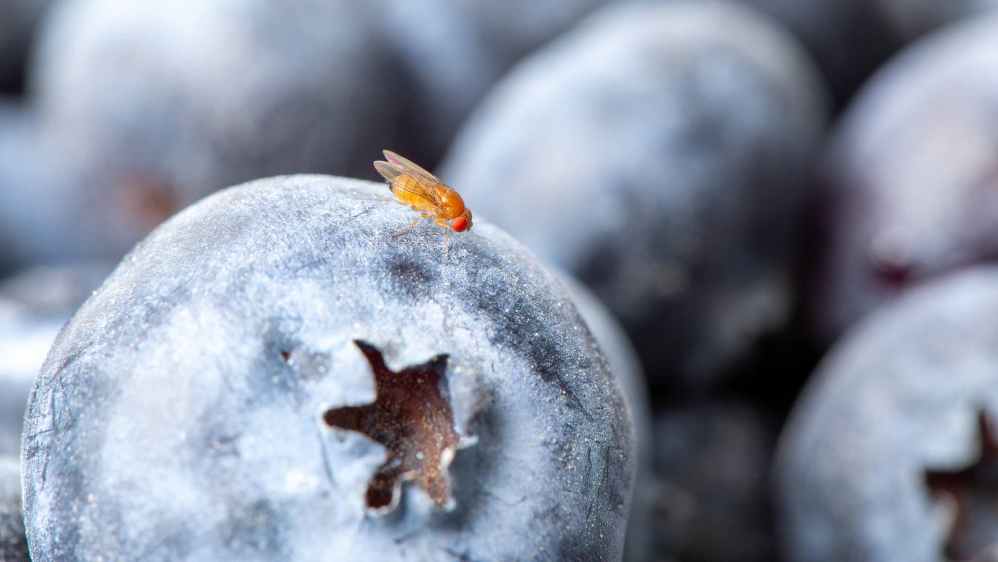 Rutgers scientists have identified natural repellents against an invasive blueberry pest, the spotted-wing drosophila (Drosophila suzukii).