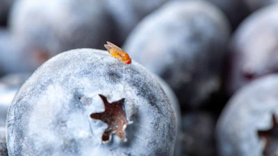 Rutgers scientists have identified natural repellents against an invasive blueberry pest, the spotted-wing drosophila (Drosophila suzukii).