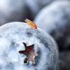 Rutgers scientists have identified natural repellents against an invasive blueberry pest, the spotted-wing drosophila (Drosophila suzukii).