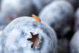Rutgers scientists have identified natural repellents against an invasive blueberry pest, the spotted-wing drosophila (Drosophila suzukii).