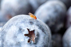 Rutgers scientists have identified natural repellents against an invasive blueberry pest, the spotted-wing drosophila (Drosophila suzukii).