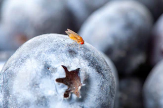 Rutgers scientists have identified natural repellents against an invasive blueberry pest, the spotted-wing drosophila (Drosophila suzukii).